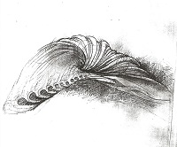 Shellform drawing